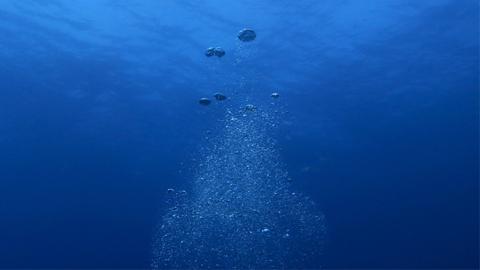 كائنات غريبة تعلن عن صراع في مياه المحيط الهادئ