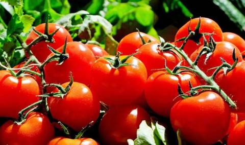 مفاجأة جديدة عن الطماطم وسبب الارتفاع الجنوني